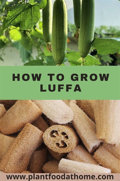 lufhta|How to Grow and Care for Luffa .